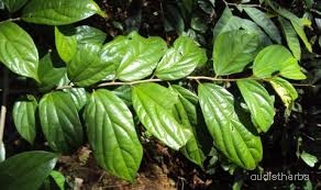 Alangium lamarckii leaf5.jpg